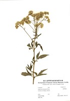 藏品(臺灣澤蘭)的圖片